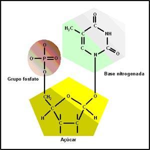 Ácidos nucleicos: Estrutura química Os ácidos nucleicos (DNA e RNA) são formados por milhões de nucleotídeos.