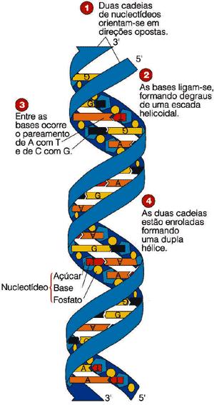 Fragmento de molécula de DNA: Duas cadeias de nucleotídeos.