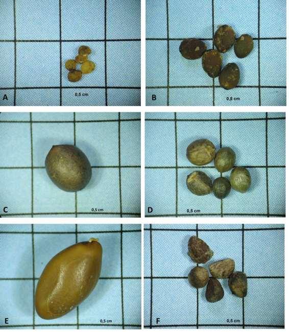 41 Figura 6 - Imagens das sementes nativas. (A) A. arborescens, (B) A.