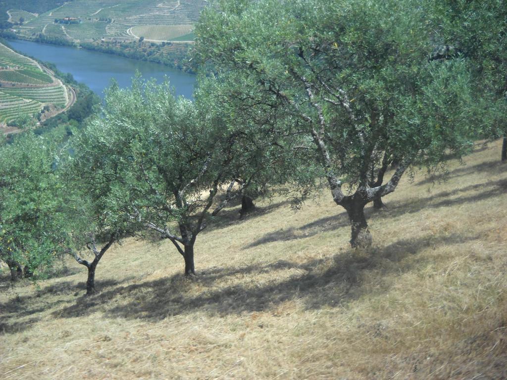 O coberto vegetal é o método mais eficaz para diminuir a