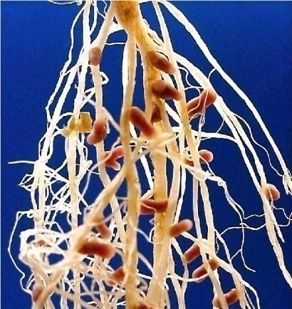 Leguminosas no enrelvamento Objectivo: fornecer N ao solo Fixação de N 2 atmosférico por bactérias que formam nódulos nas raízes de leguminosas (ex: Rhizobium spp.