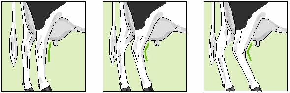 Avaliação dos membros pélvicos pela visão lateral do animal (Pernas posteriores visão lateral) É a observação lateral dos membros pélvicos no que diz respeito ao ângulo do jarrete.
