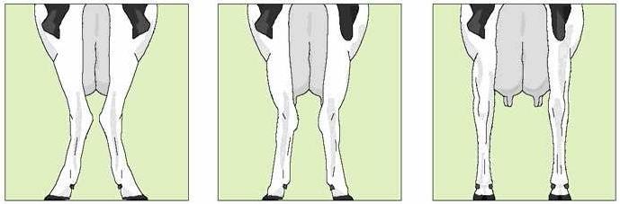 Entretanto, se o ângulo do jarrete é grande (pernas muito retas), a maior parte do impacto será suportada pelas articulações, predispondo esses animais a artrite (Greenough, 2007).