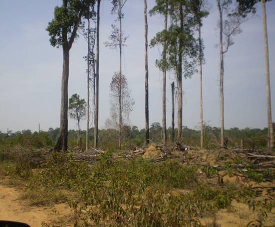 limpeza e preparo da terra.