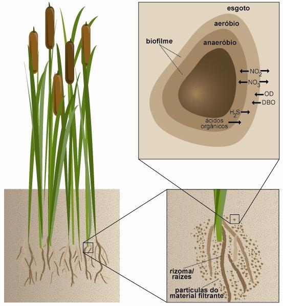 24 Nos sistemas de fluxo horizontal, o princípio básico de tratamento é a formação de biofilme 2 aderido no meio suporte e raízes das plantas (Figura 3), onde os compostos orgânicos são degradados em