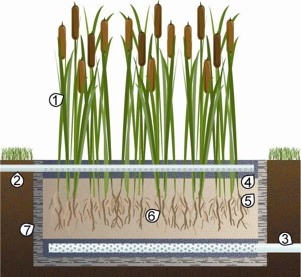 25 3.3.2 Filtros plantados com macrófitas de fluxo vertical Nos filtros plantados com macrófitas de fluxo vertical o esgoto é alimentado de forma intermitente e vai sendo gradualmente drenado