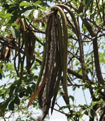 Handroanthus ochraceous é uma Bignoneaceae de cerrados sentido restrito e áreas abertas (Silva-Júnior, 2005), e foi identificada com abundância média 4,7 vezes maior em áreas de beira de estrada,