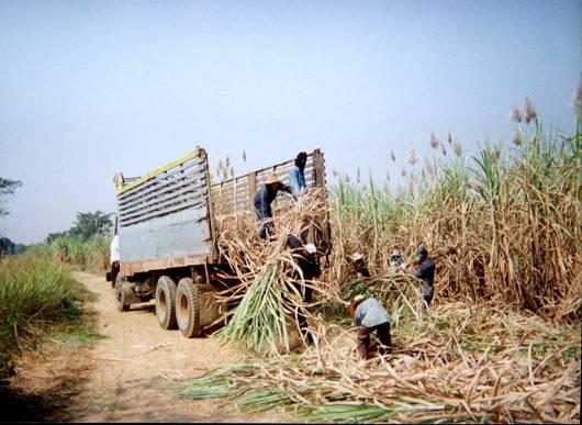 Biomassa - Fontes Fontes: - plantações: cana e sementes - resíduos