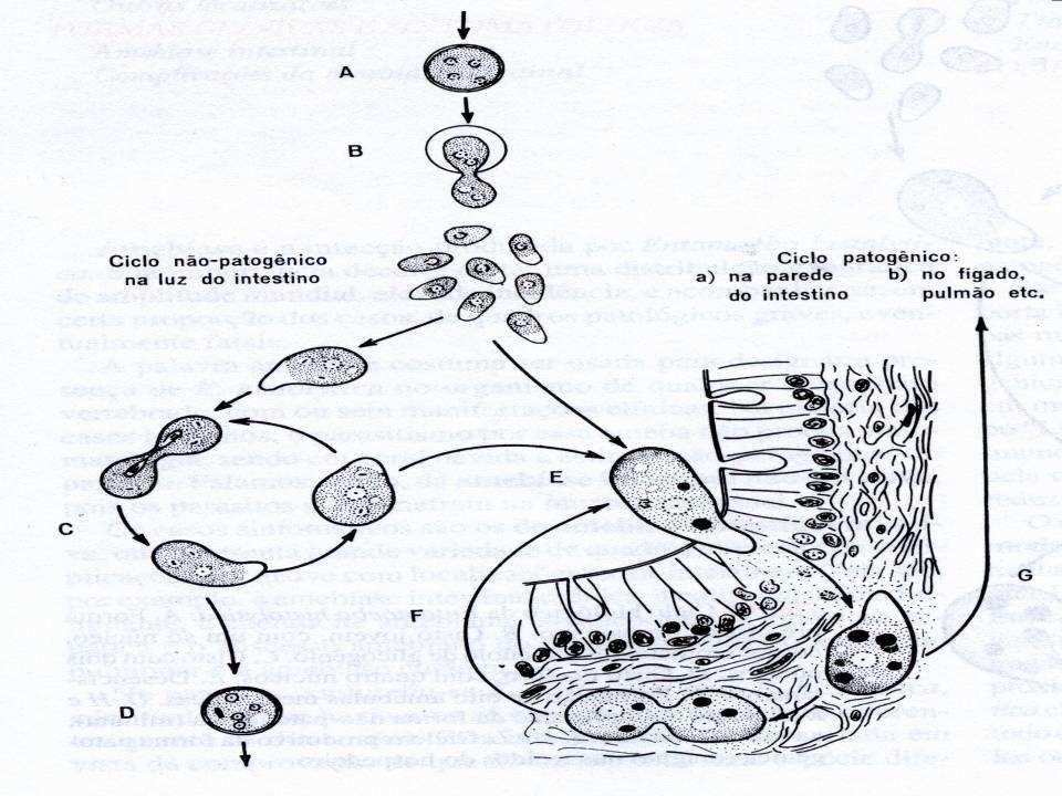 Ciclo da Entamoeba histolytica 1) Inicia-se pela ingestão de cistos 2) Saída do metacisto (fenda na parede cística) 3)