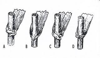 Aveia Extras A) Triticum aestivum «trigo-mole», aurículas pilosas que abraçam o caule; B) Avena sativa «aveia-comum», sem aurículas; C) Hordeum vulgare «cevada», aurículas glabras (sem pêlos) que