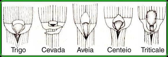 Aveia Extras http://www.chlorischile.cl/ligulaspoaceae/patrones%20ligula%20latin-nozawa.
