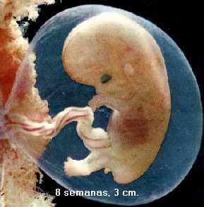 Aborto É a interrupção da gravidez com a eliminação de um embrião ou feto com menos de 500