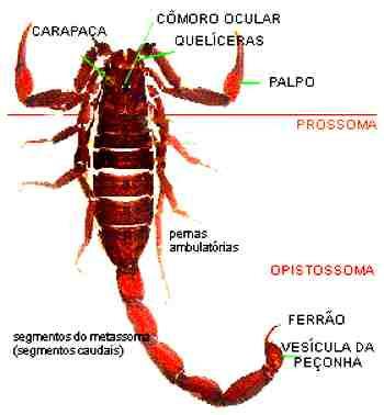 ESCORPIÃO ARACNÍDEOS Escorpiões Veneno Escorpião Amarelo Tityus serrulatus Escorpião Marrom Tityus bahiensis O veneno de um único escorpião pode incluir diversas neurotoxinas, histimina, seratonina,