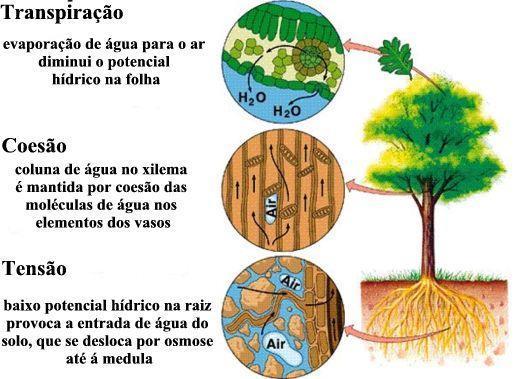 TEORIA DA TENSÃO-ADESÃO- -COESÃO Deste modo a evaporação ao nível da folha causa o movimento de toda a coluna de água, tanto mais rapidamente quanto maior for a taxa de transpiração!