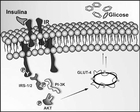 Via de sinalização da insulina na captação.