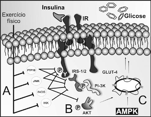 que contêm GLUT-4, promovendo o seu transporte para a membrana celular. PAULI et al.