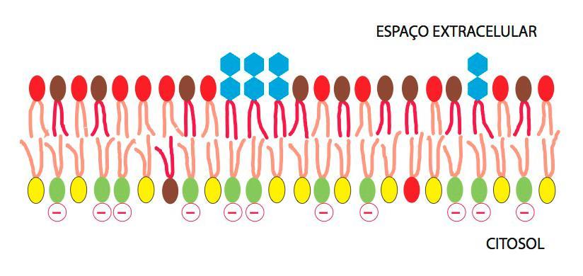 membranas de mamíferos Derivados