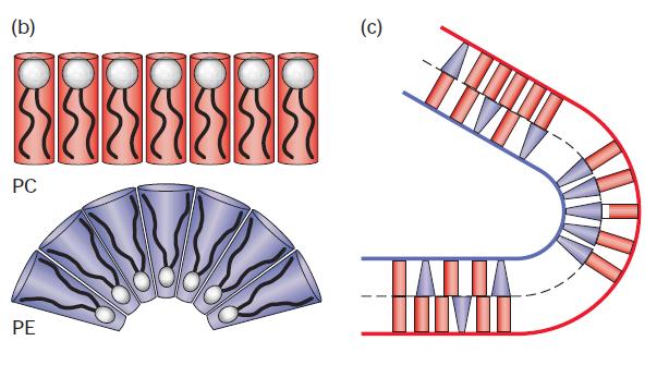 Fluidez da membrana -Efeitos de diferentes fosfolipídios na forma e fluidez da membrana A composição de uma membrana