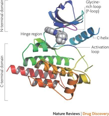 reguladores de proteinas-cinases