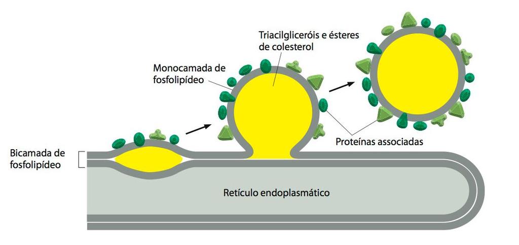 LIPÍDEOS ESTRUTURAIS DE MEMBRANA Síntese de