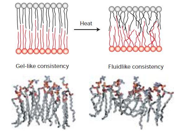 Fluidez da membrana -Efeitos de diferentes fosfolipídios na forma e fluidez da membrana A composição de uma membrana plasmática,