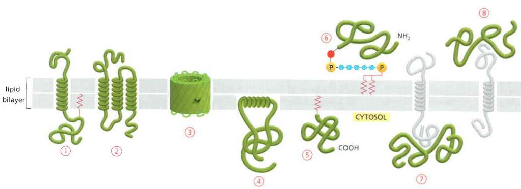 Proteínas de Membrana Visão Geral das Proteínas de Membrana - As proteínas de membrana relacionam-se