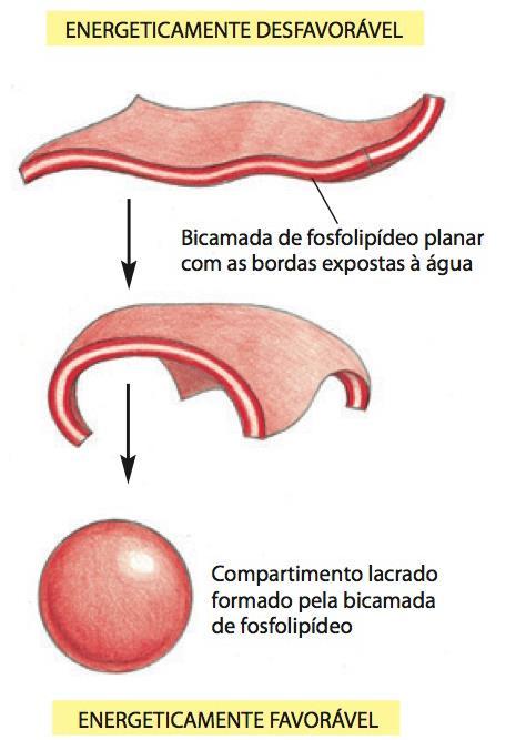 Fluidez