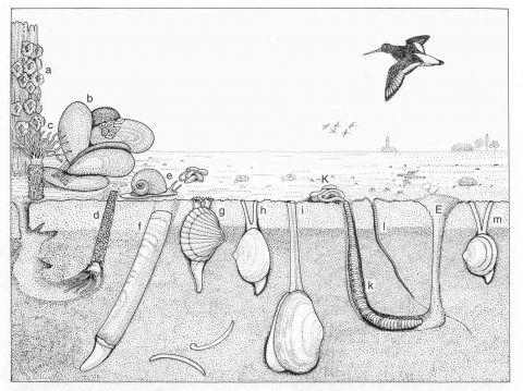 Introdução - O corpo de areia intermareal de praias é caracterizado por substrato inconsolidado com ausência de plantas; - Geralmente 2 tipos de habitats podem ser identificados: 1.