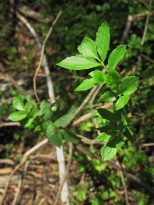 Fraxinus angustifolia, freixo-de-folha-estreita 3% Ulmus minor, ulmeiro 4% Zona