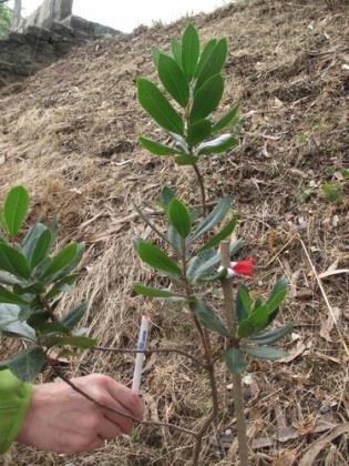 unedo, medronheiro 30% Crataegus monogyna, pilriteiro 5% Laurus nobilis, loureiro 30%