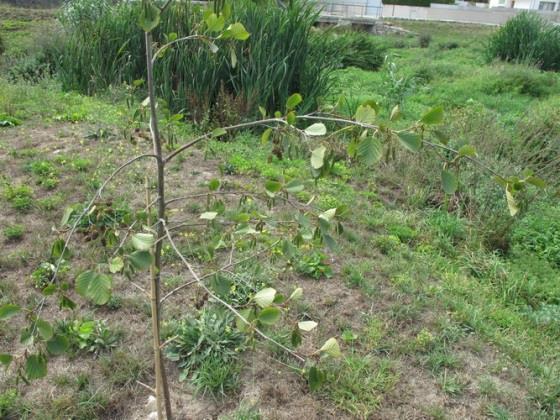 ulmeiro 25% Antigo campo agrícola junto a ribeira.