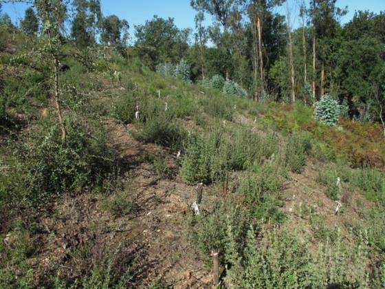 47% Celtis australis, lodão-bastardo 5% Crataegus monogyna, pilriteiro 19% Ilex aquifolium, azevinho 90%