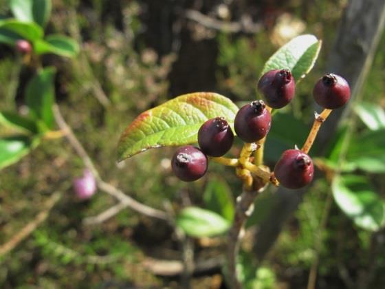 florestal, encosta acidentada com sinais de erosão (hídrica e eólica).