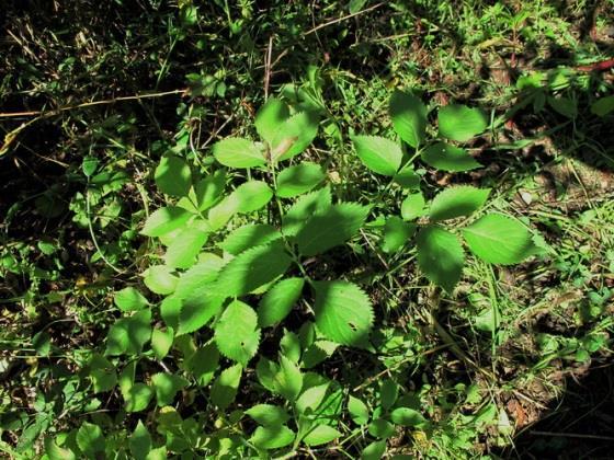 sobrevivência média 52% Fraxinus angustifolia,