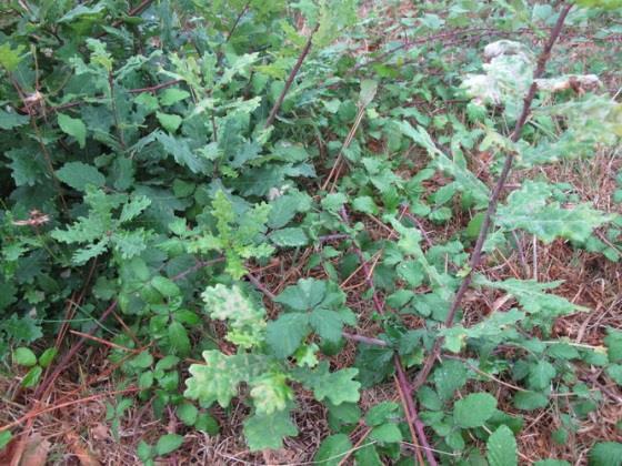 77% Betula celtiberica, bétula 8% Pinus pinea, pinheiro-manso 88% Área protegida,