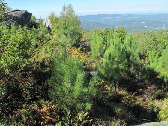 evidenciou rebentação secundária de muitas plantas inicialmente identificadas como mortas, pelo que a taxa de