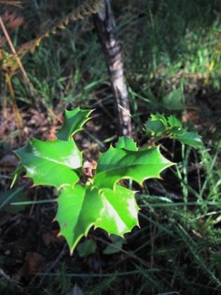 Arbutus unedo, medronheiro 47% Crataegus monogyna, pilriteiro 71% Ilex aquifolium, azevinho 72% Pyrus bourgaena,
