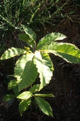 Nessa visita foram identificadas várias árvores plantadas e não assinaladas como tendo sido alvo de monitorização, o que reduziu igualmente a