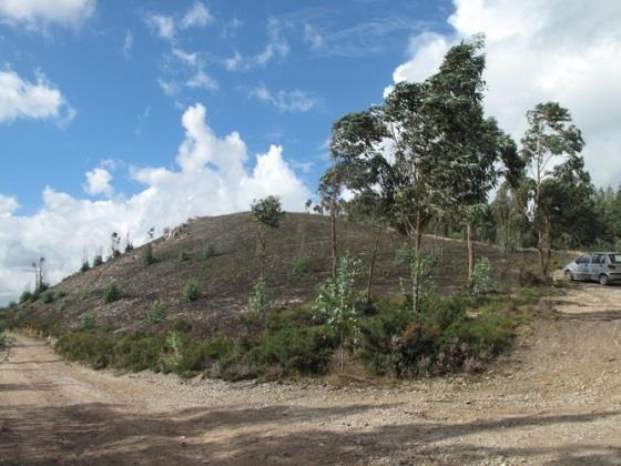 pinheiro-manso 86% Terreno com forte declive, muito