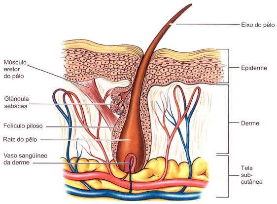 5.4 ANEXOS DA PELE Os anexos da pele são as unhas, os pêlos e as glândulas sudoríparas e sebáceas com seus respectivos ductos. 5.4.1 Glândulas anexas: Sudoríparas. Apócrinas. Écrinas. Sebáceas. 5.4.2 Órgãos anexos: Pêlos.