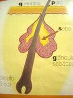 5.4.1.2. Glândulas Sebáceas: As glândulas sebáceas estão junto ao pelo na epiderme, porém se invagina na derme.