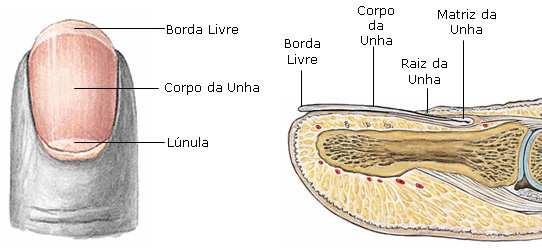 Cada pêlo está ligado a um pequeno músculo eretor, que permite sua movimentação, e a uma ou mais glândulas sebáceas, que se encarregam de sua lubrificação. 5.4.2.