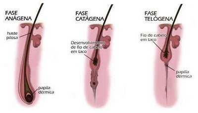 Fases do pêlo: CURSO DE MANIPULAÇÃO DE MEDICAMENTOS E COSMÉTICOS 6. CAMADA EPICUTÂNEA A camada epicutânea situa-se sobre a epiderme e é invisível a olho nu.