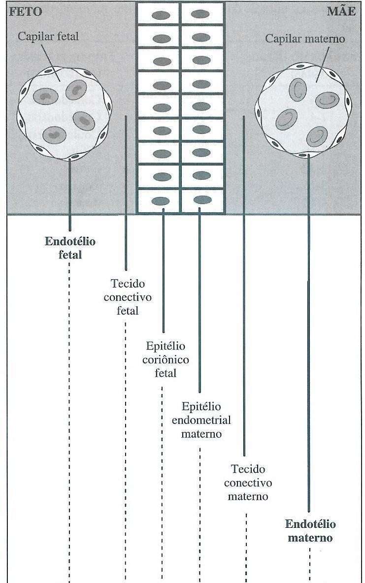 CLASSIFICAÇÃO HISTOLÓGICA CAMADAS COMPONENTES DAS MEMBRANAS INTER- HEMÁTICA OU BARREIRA PLACENTÁRIA Endotélio