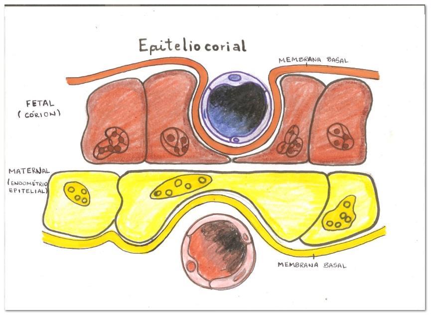 CLASSIFICAÇÃO HISTOLÓGICA CAMADAS COMPONENTES DAS MEMBRANAS INTER- HEMÁTICA OU BARREIRA PLACENTÁRIA EPITÉLIOCORIAL