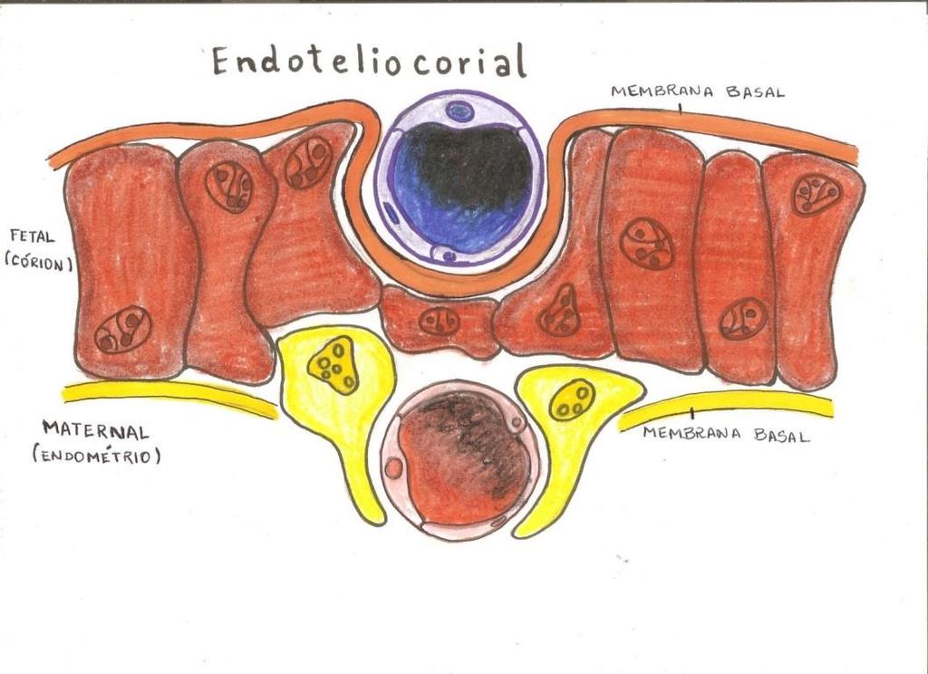 CLASSIFICAÇÃO HISTOLÓGICA CAMADAS COMPONENTES DAS MEMBRANAS INTER- HEMÁTICA OU BARREIRA PLACENTÁRIA ENDOTÉLIOCORIAL