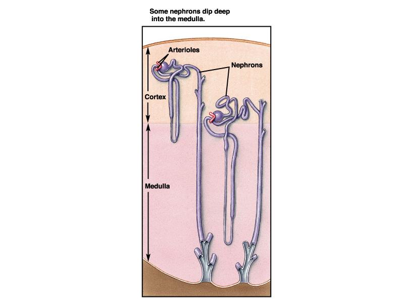 Néfrons corticais: Alças de Henle curtas. Apenas atingem a medula, mas não nas regiões mais profundas.