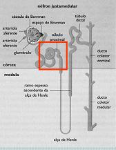 Inibidores da Anidrase Carbônica Acetazolamida - Diamox Inibe a absorção de