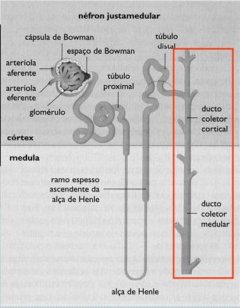 Túbulo Terminal e Ducto coletor Influencia aldosterona