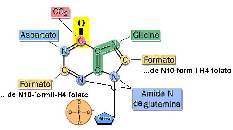 O primeiro nucleotídeo sintetizado é o IMP (inosina monofosfato) cuja base é a hipoxantina. É a partir do IMP que se forma o AMP e o GMP.